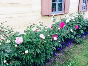 Photo 21.06.15 14 19 41