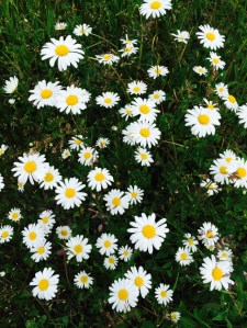 Photo 21.06.15 16 02 23